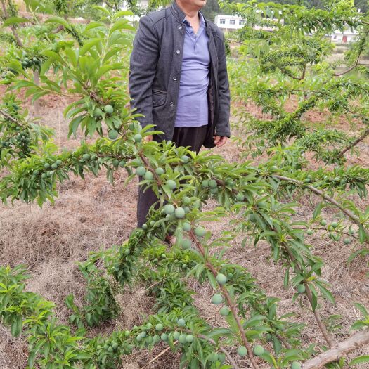 三台县汶川脱骨李