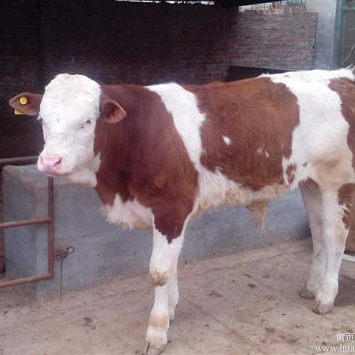  西门塔尔牛 西门塔尔公牛犊 大型肉牛养殖场直供