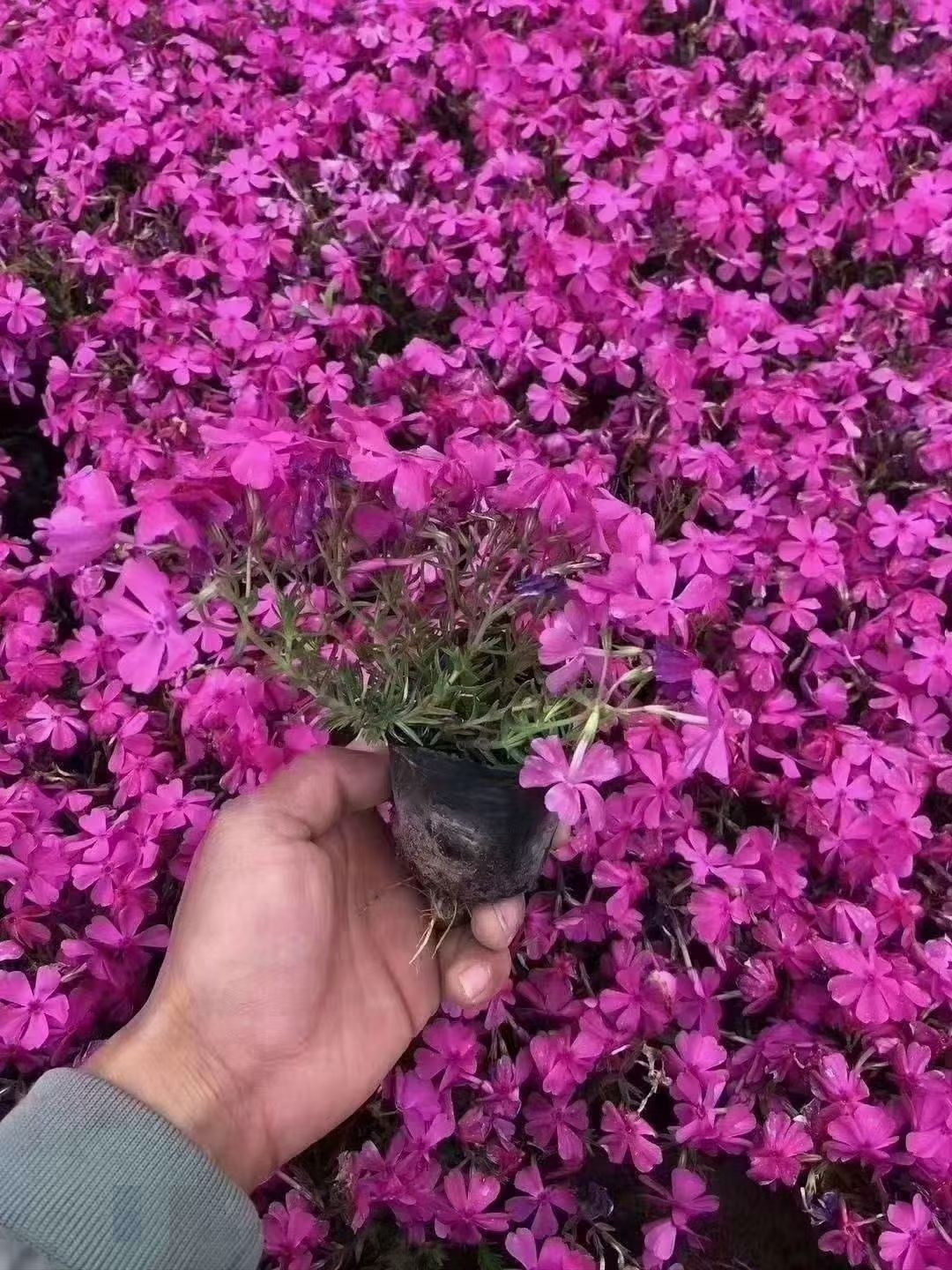 丛生福禄考，芝樱，花海专用，精品丛生福禄考。