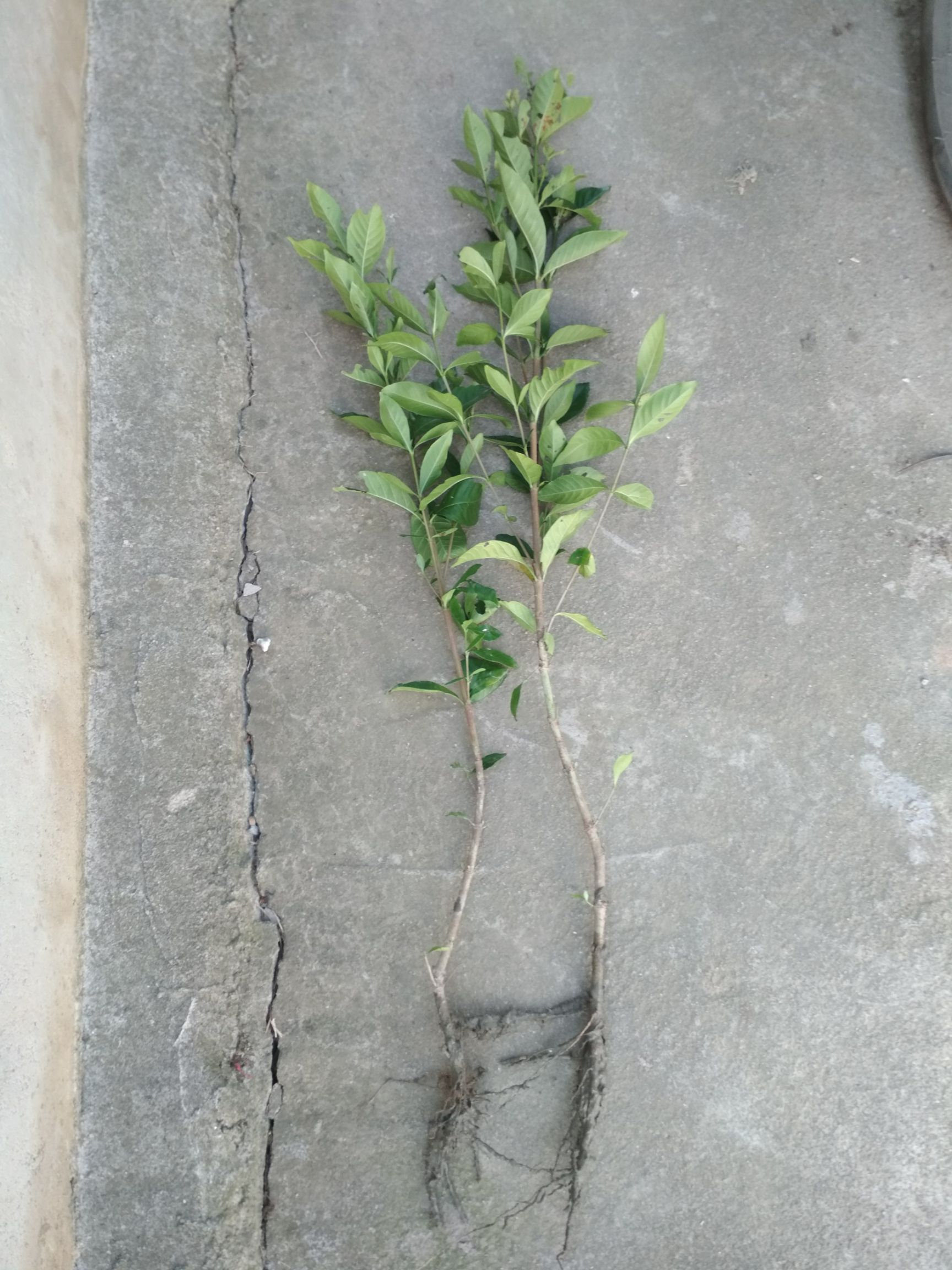大叶栀子花苗花园地栽绿化工程四季常青浓香小苗室内盆栽开花盆景