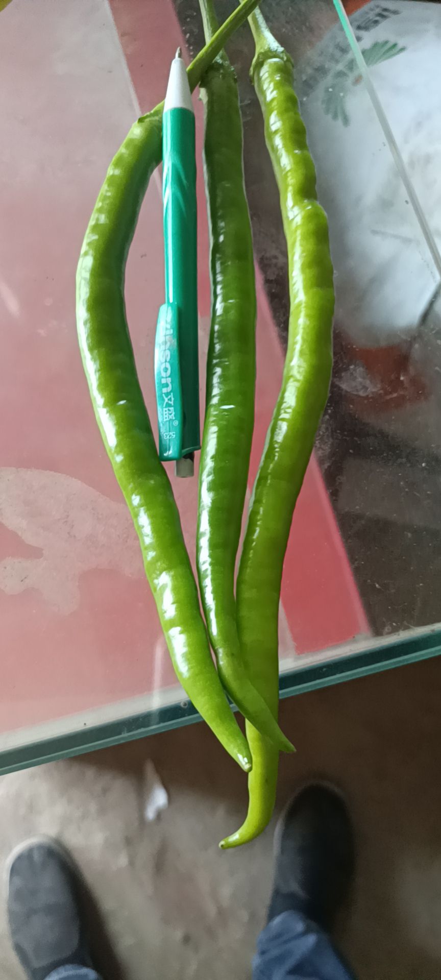 河南线椒大量上市中   需要的老板可以联系了