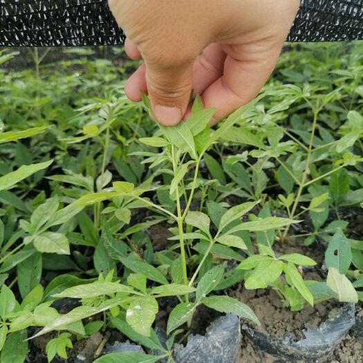 穗花牡荆