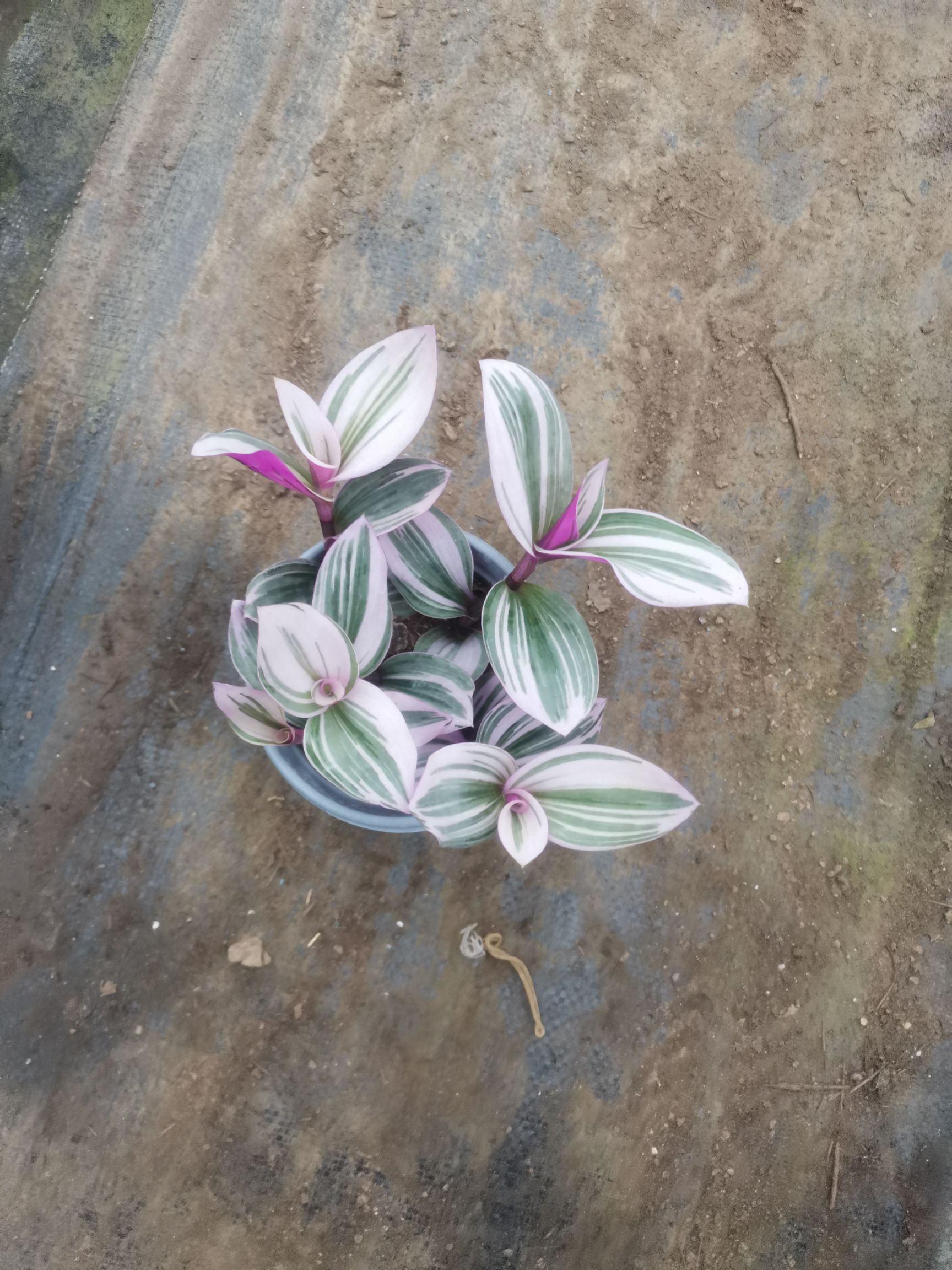 油画吊兰盆栽  优质油画吊兰，自家基地，产地直发，量大可以优