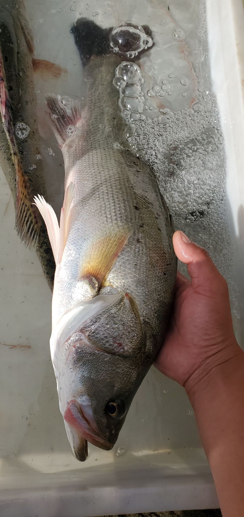 海鲈鱼