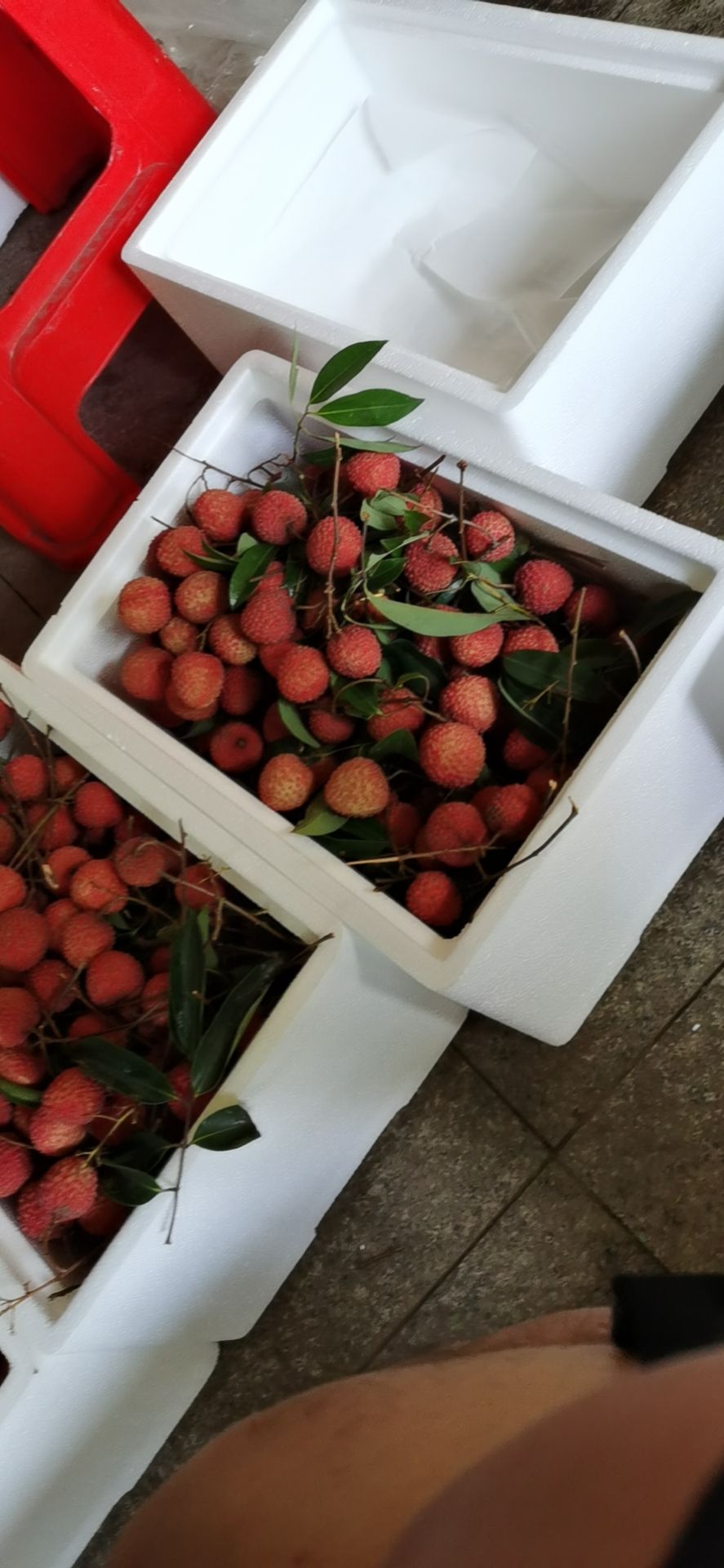 糯米荔枝 南山本地桂味，228全国包邮到家，个别偏远地区需补