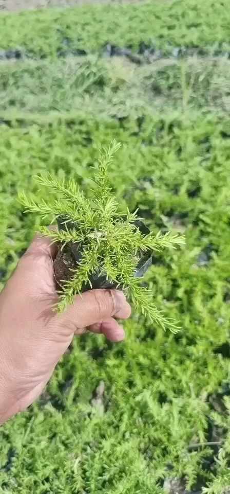 丛生福禄考，芝樱，花海专用，精品丛生福禄考。