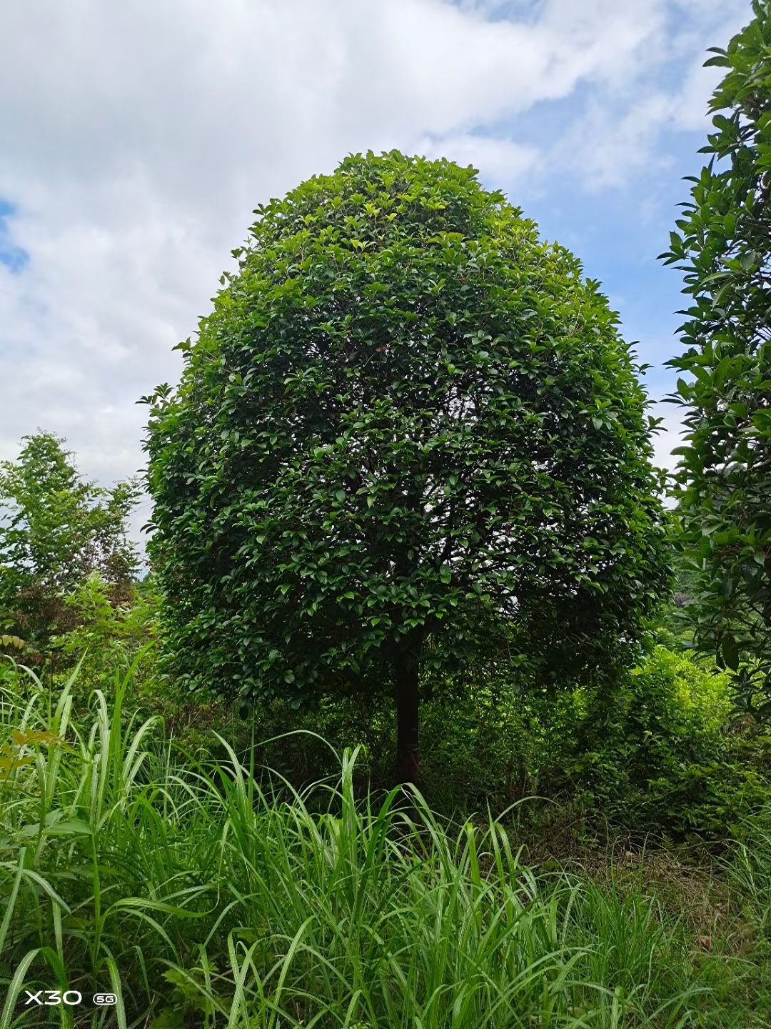桂花苗价格 桂花苗价格与图片