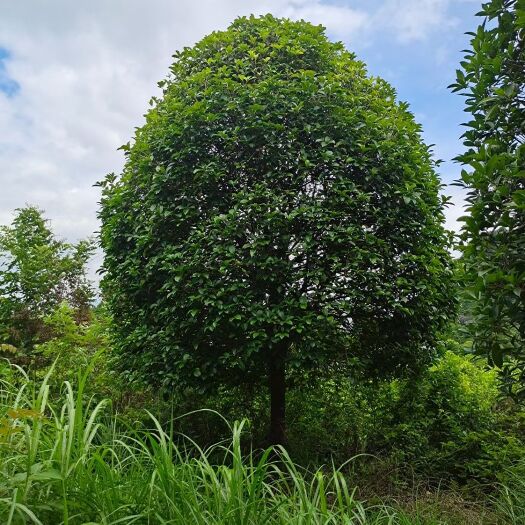 八月桂  桂花树断根苗，假植苗。12--25公分桂花假植苗！