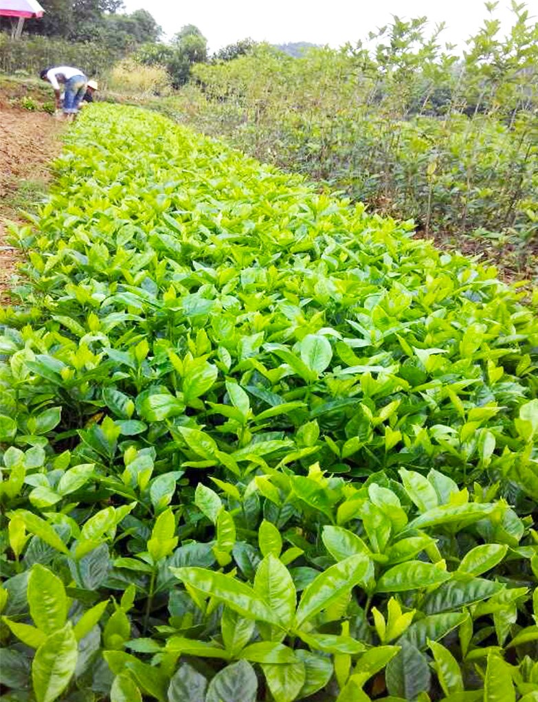 大叶栀子花苗花园地栽绿化工程四季常青浓香小苗室内盆栽开花盆景