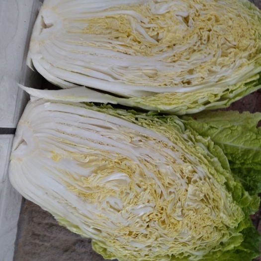滦平县黄心大白菜 黄心白菜要的老板联系我