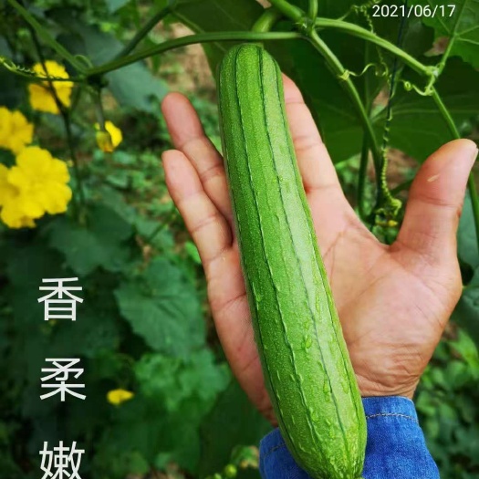 天门市肉丝瓜  清香丝瓜，皮薄肉厚，香味浓厚。