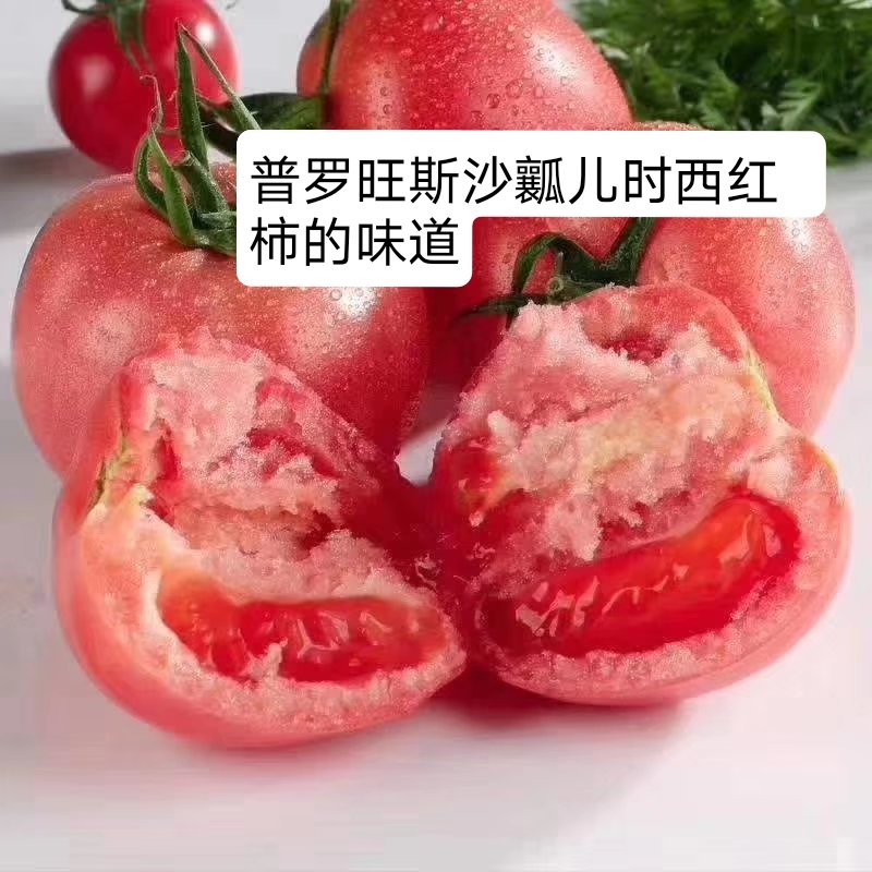 毛粉番茄苗  普罗旺斯西红柿苗，口感西红柿苗，番茄苗，苗厂直
