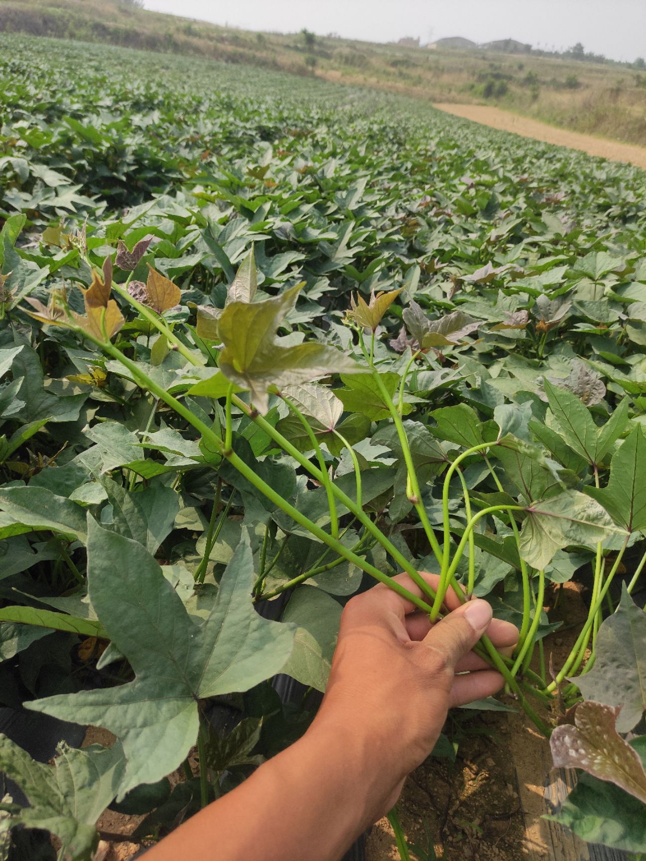 哈密冰糖心苗  哈密大田苗，哈密冰糖心薯大田苗，露地大田苗