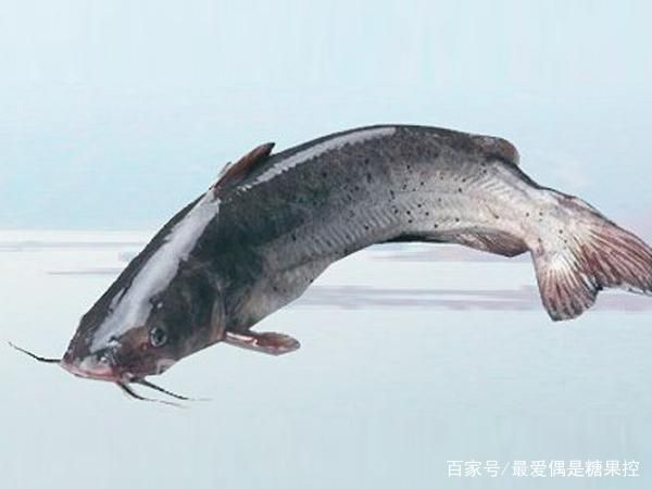 鮰鱼 大量叉尾鱼出售，4到8斤
