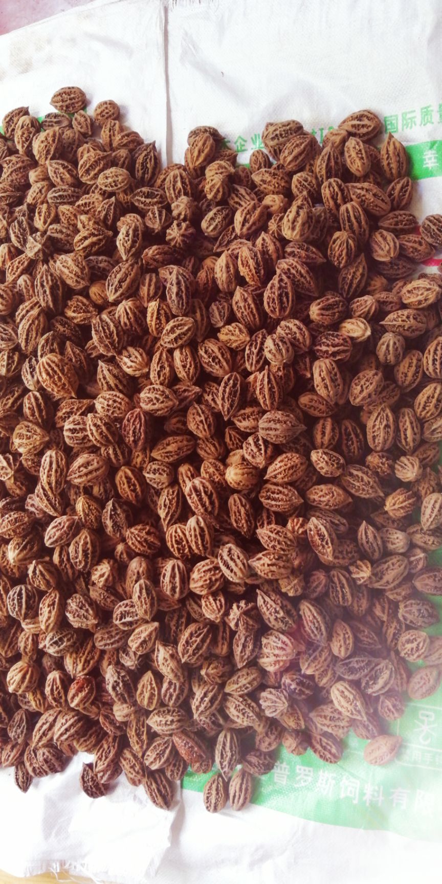 核秋子核桃，山核桃