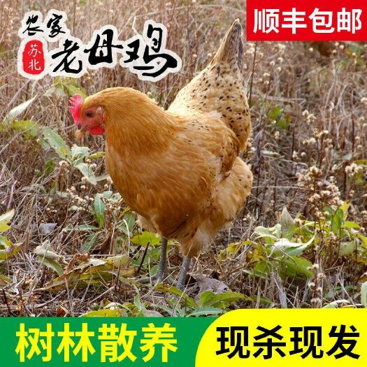 镇远县2年老母鸡正宗黑脚土鸡农家散养青爪草鸡柴鸡笨走地鸡月子鸡整只
