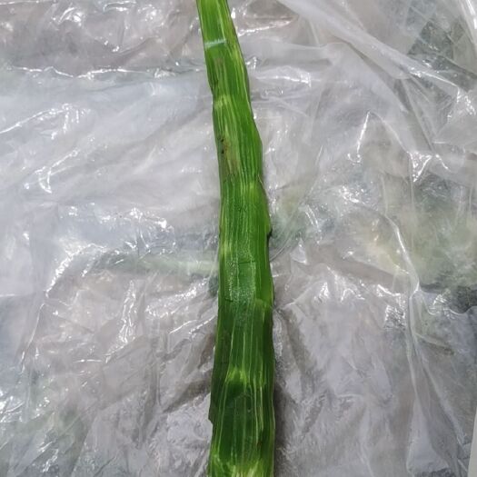 松潘县三青莴笋  自己家的莴笋，卖杆子了。得了些麻杆病，保证肉青。