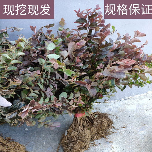咸宁黑珍珠红继木  红花继木小苗庭院绿化工程红继木树苗四季常青苗