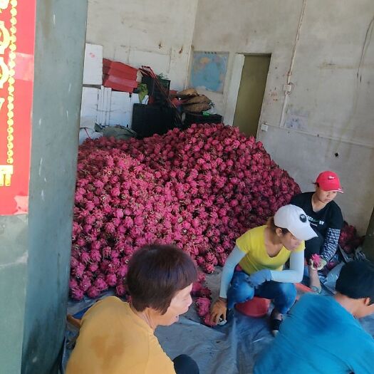 遂溪县火龙果  莫兰