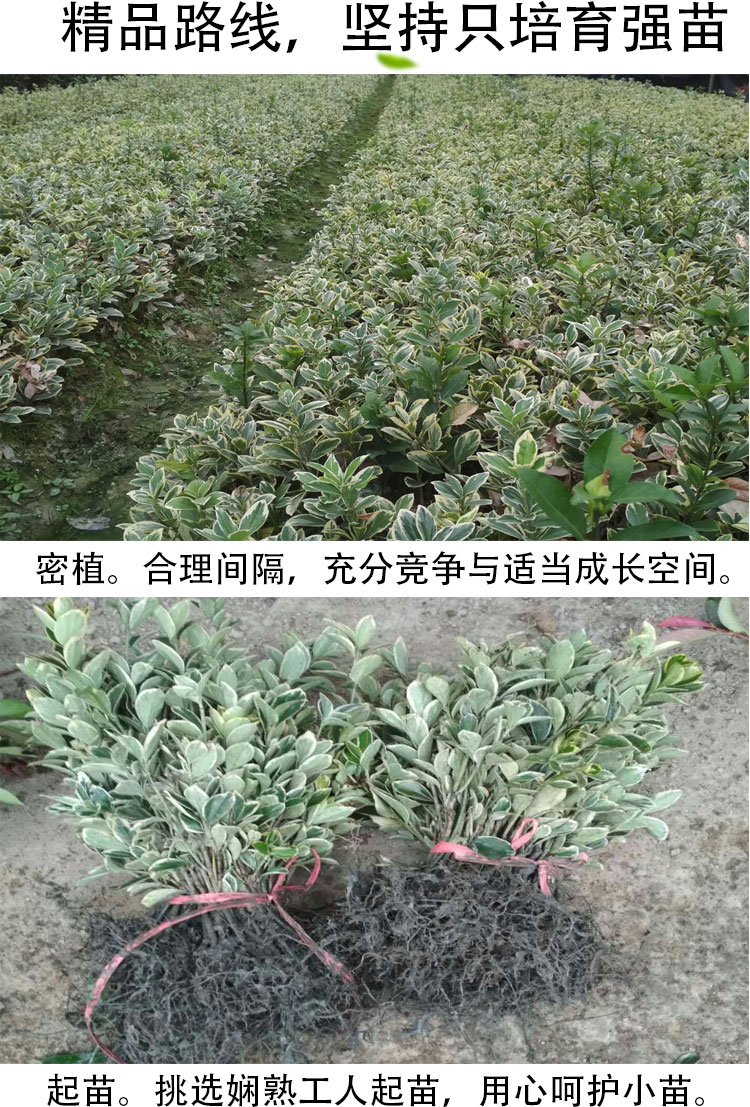 金边黄杨树苗苗圃直发室外花园绿化大叶苗木庭院篱笆四季常青布景