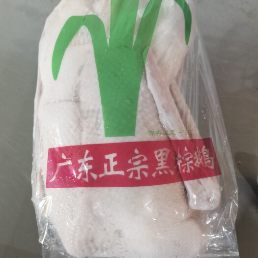 佛山鹅肉  广东黑棕鹅
