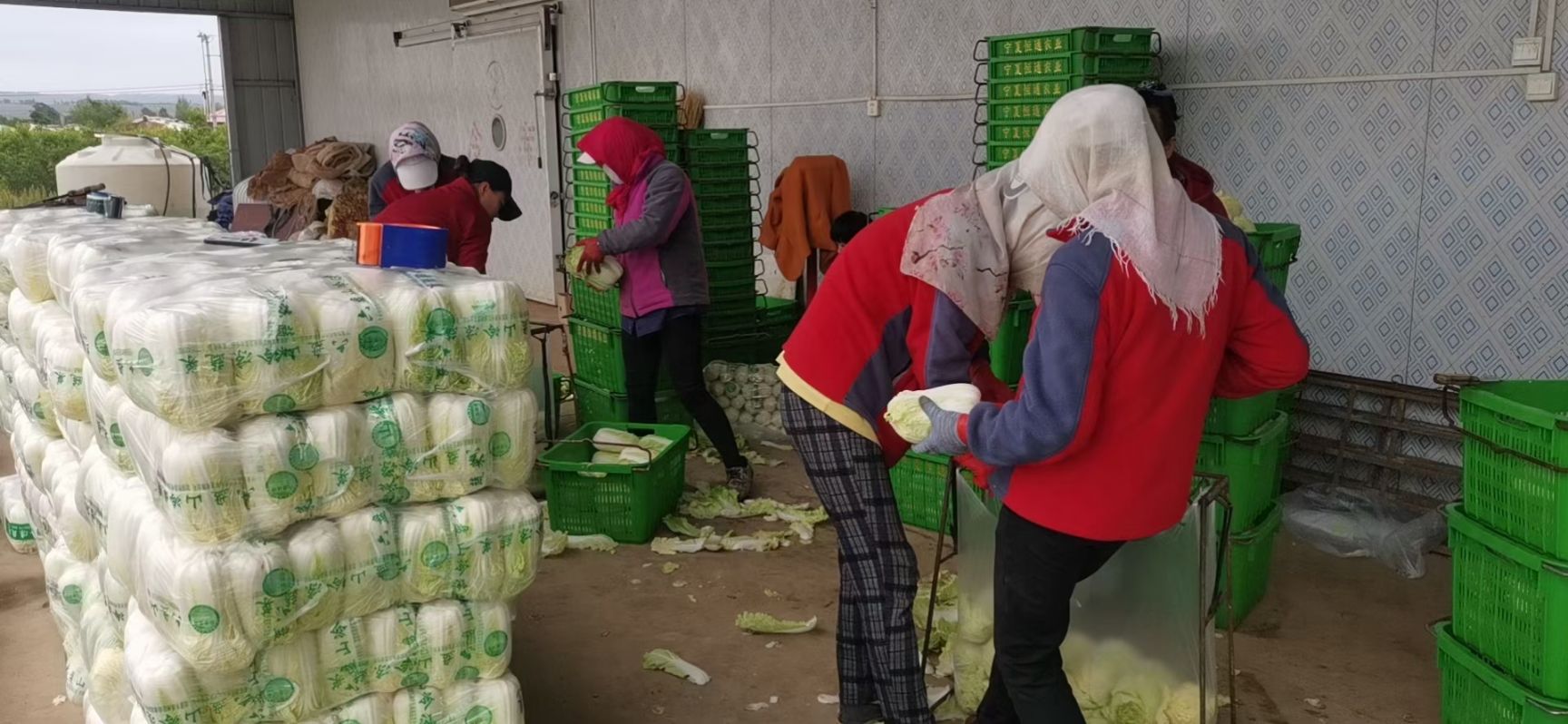 黄心娃娃菜 大娃娃菜已上市，质量好欢迎新朋友加入