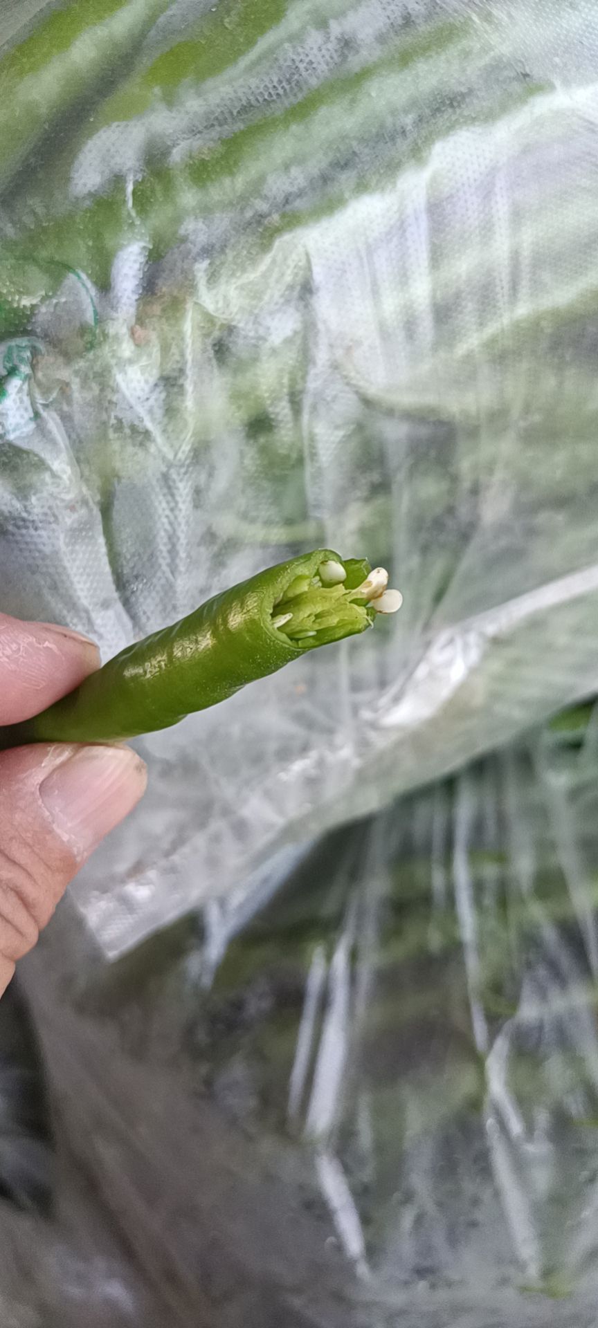 河南线椒大量上市中   需要的老板可以联系了