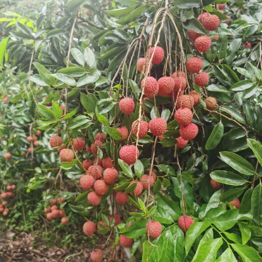 广州桂味荔枝  从化桂味