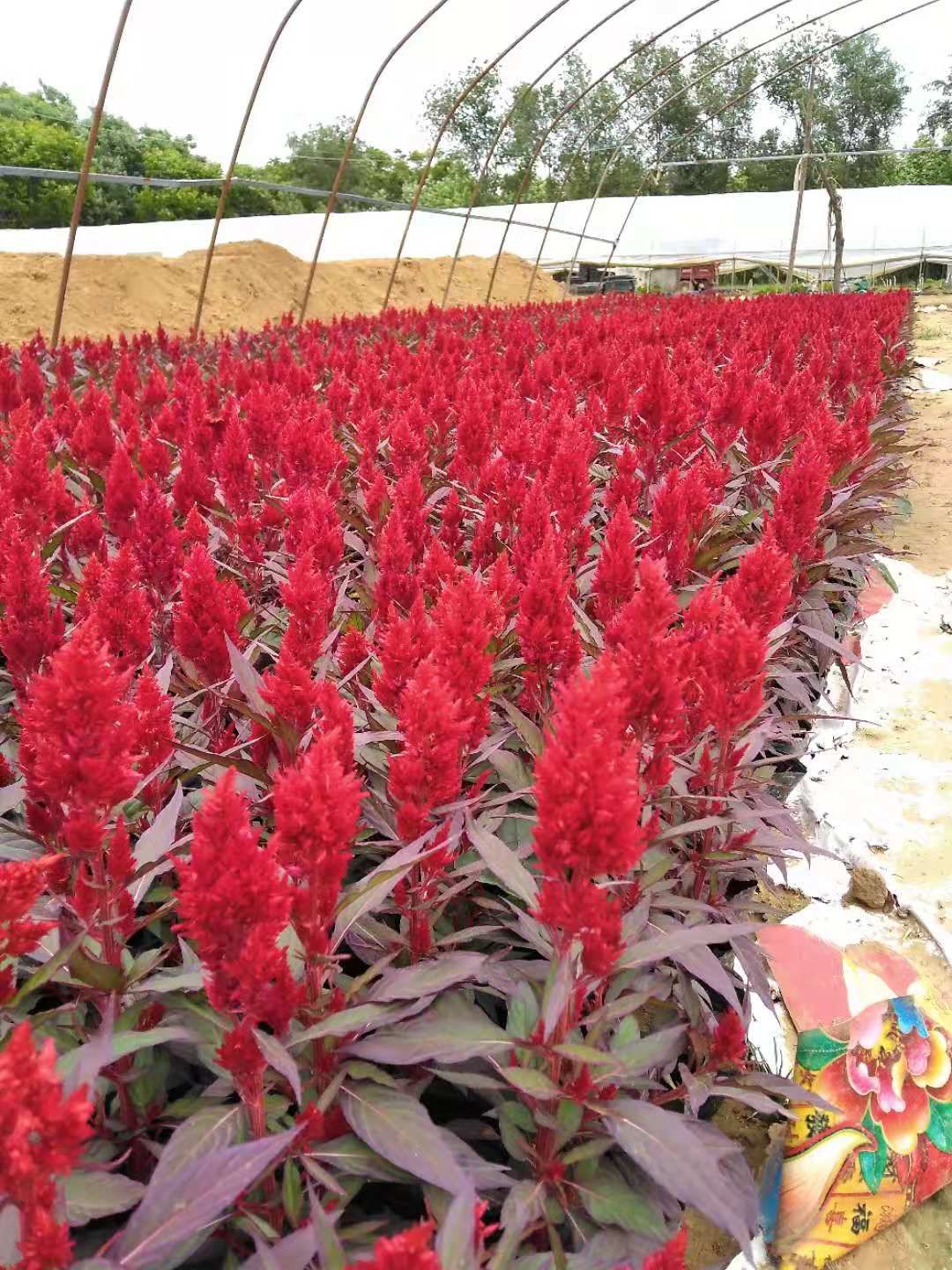  草花 雞冠花 矮牽牛 長春花 孔雀草