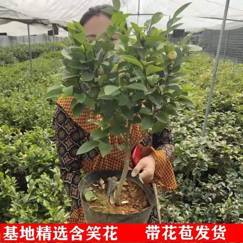 四季含笑花苗浓香型花卉盆栽耐寒好养客厅办公室阳台四季常青绿植