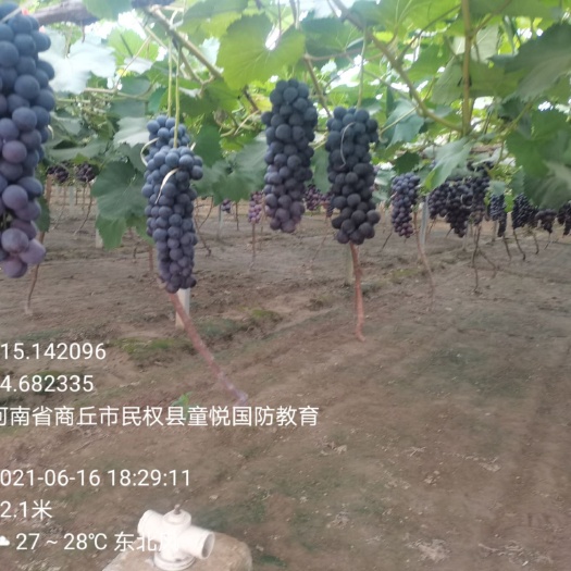 民权县夏黑葡萄 夏黑