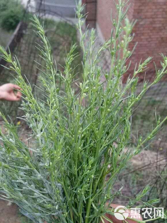  出售小米草，仓术