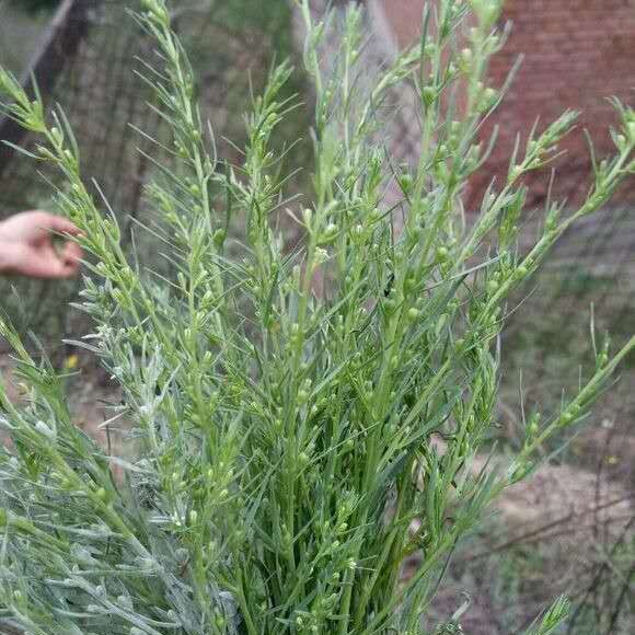  出售小米草，仓术