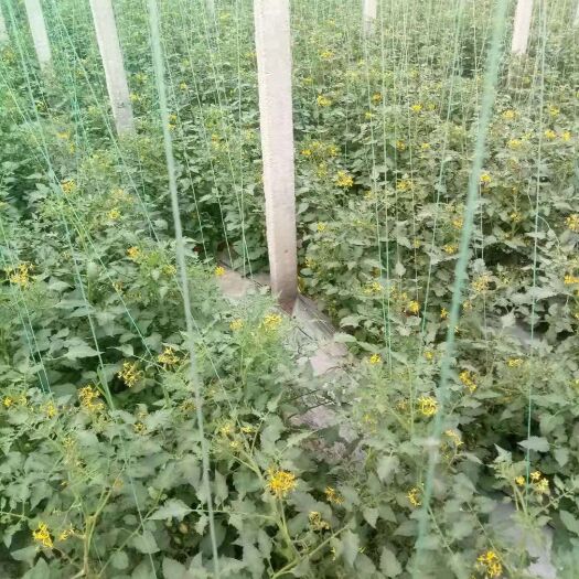 平度市釜山88圣女果 大量现货，甜度高，果型好大果2.5元每斤，中小果5元每斤。