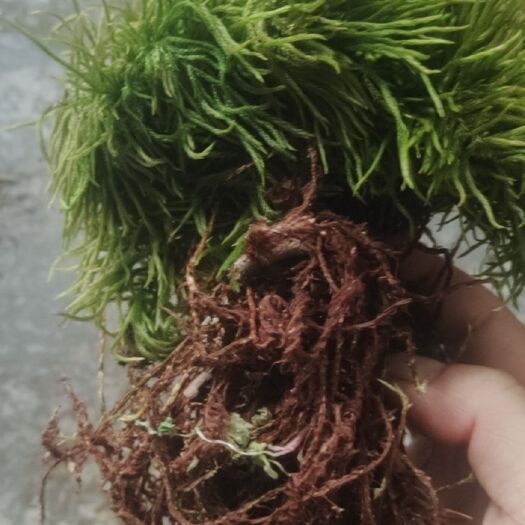 恩施市水苔苔藓  万年藓天朋草苗室内阳台盆栽苔藓微景观