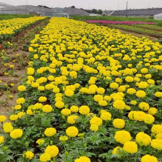 青州市菊花苗 万寿菊