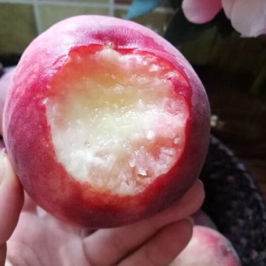 澄城县毛桃 桃