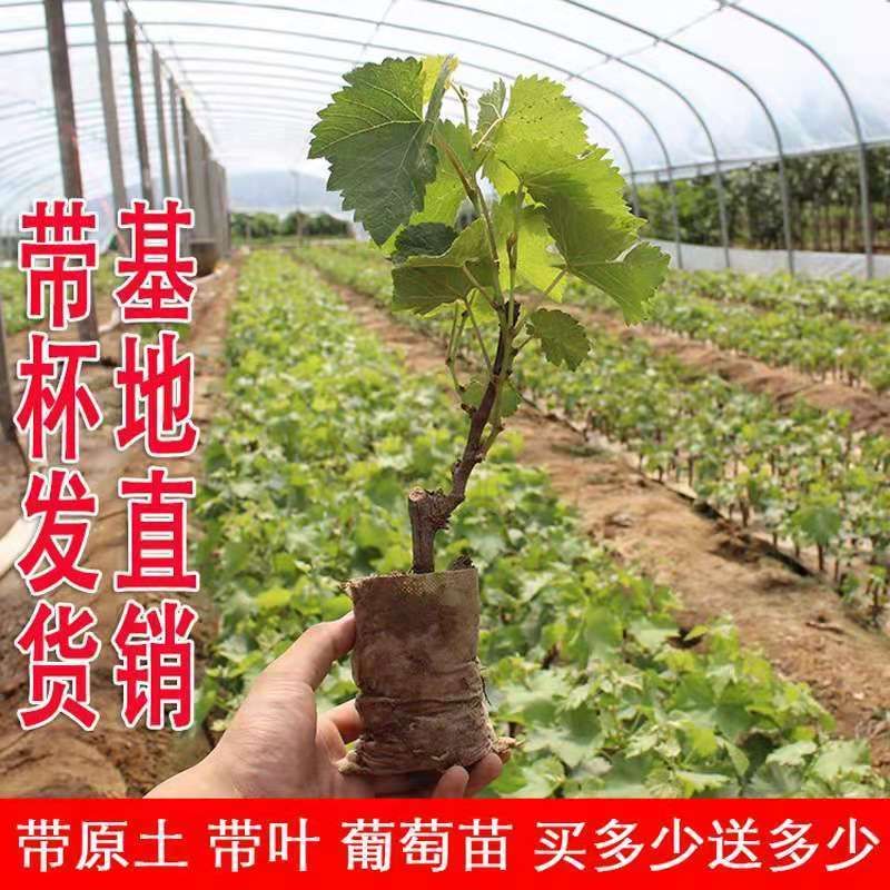 阳光玫瑰葡萄苗果树蓝宝石巨峰抗寒葡萄苗南北方种植盆栽