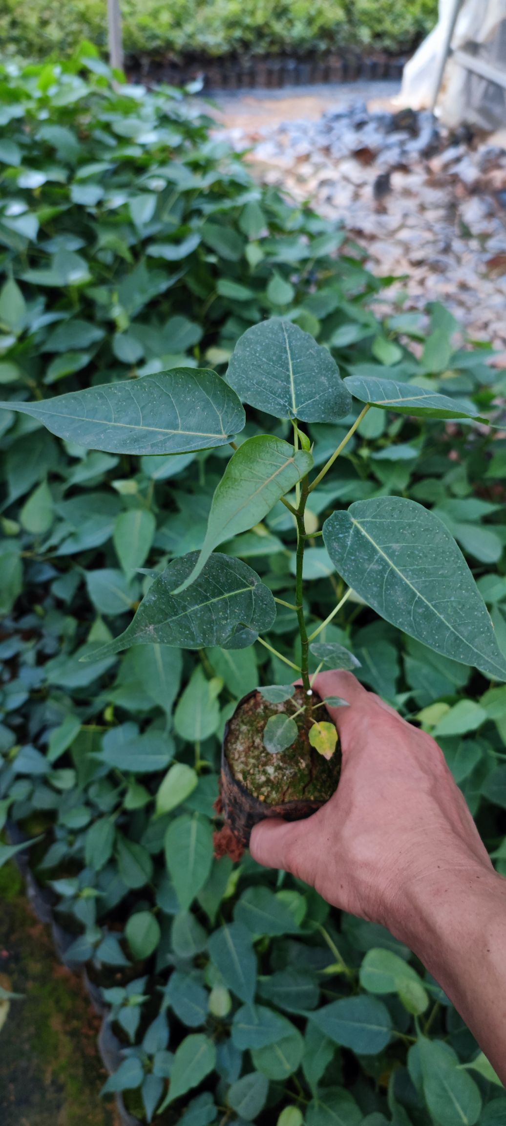 菩提榕樹苗金剛菩提樹苗庭院綠化菩提子樹佛教圣樹樹平安樹