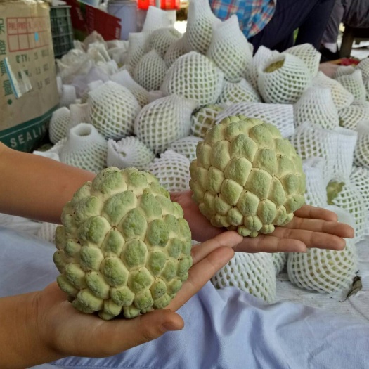 释迦果 虎门番鬼荔枝，套袋子防虫，通果10000斤左右，欢迎预订