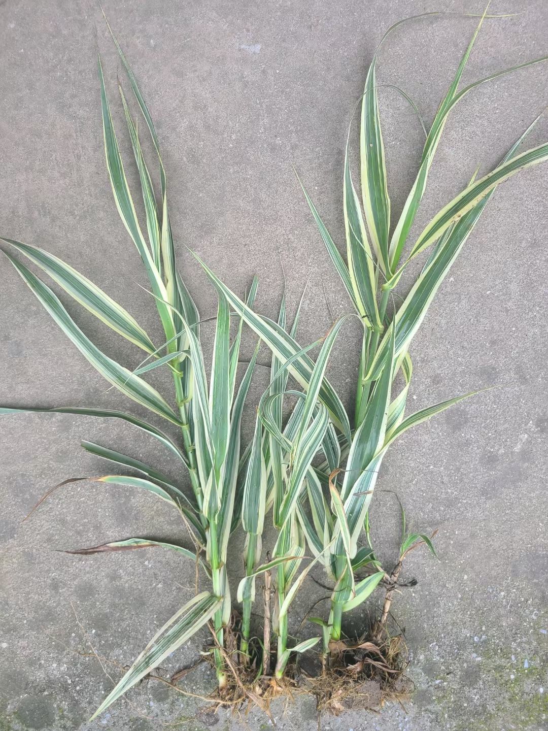 花叶芦竹，盆栽花叶芦竹，老根苗成活率高，基地自产自销量大价优