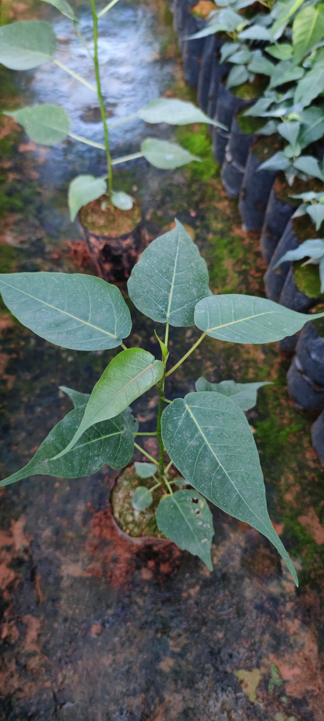 菩提榕樹苗金剛菩提樹苗庭院綠化菩提子樹佛教圣樹樹平安樹