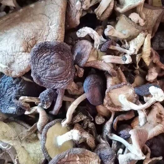 盐边县蘑菇新货上市！