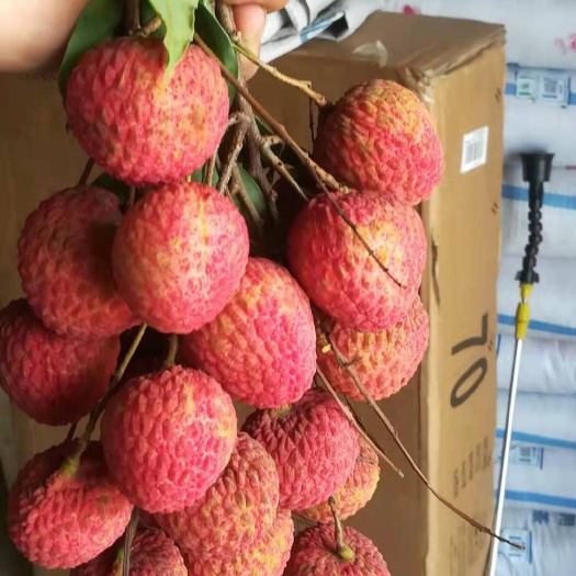 惠东县糯米糍荔枝 广东省惠州市惠东县 