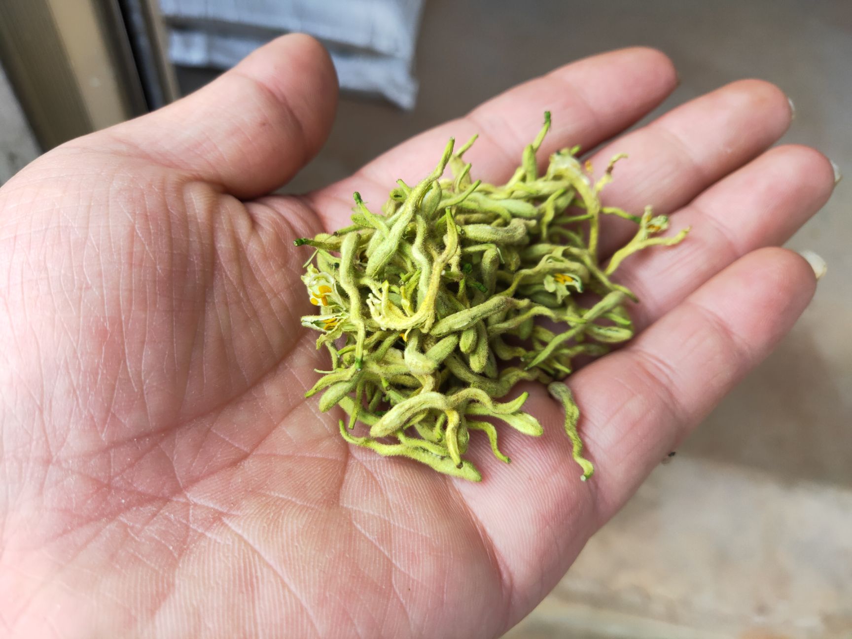 苗圃 金银花基地