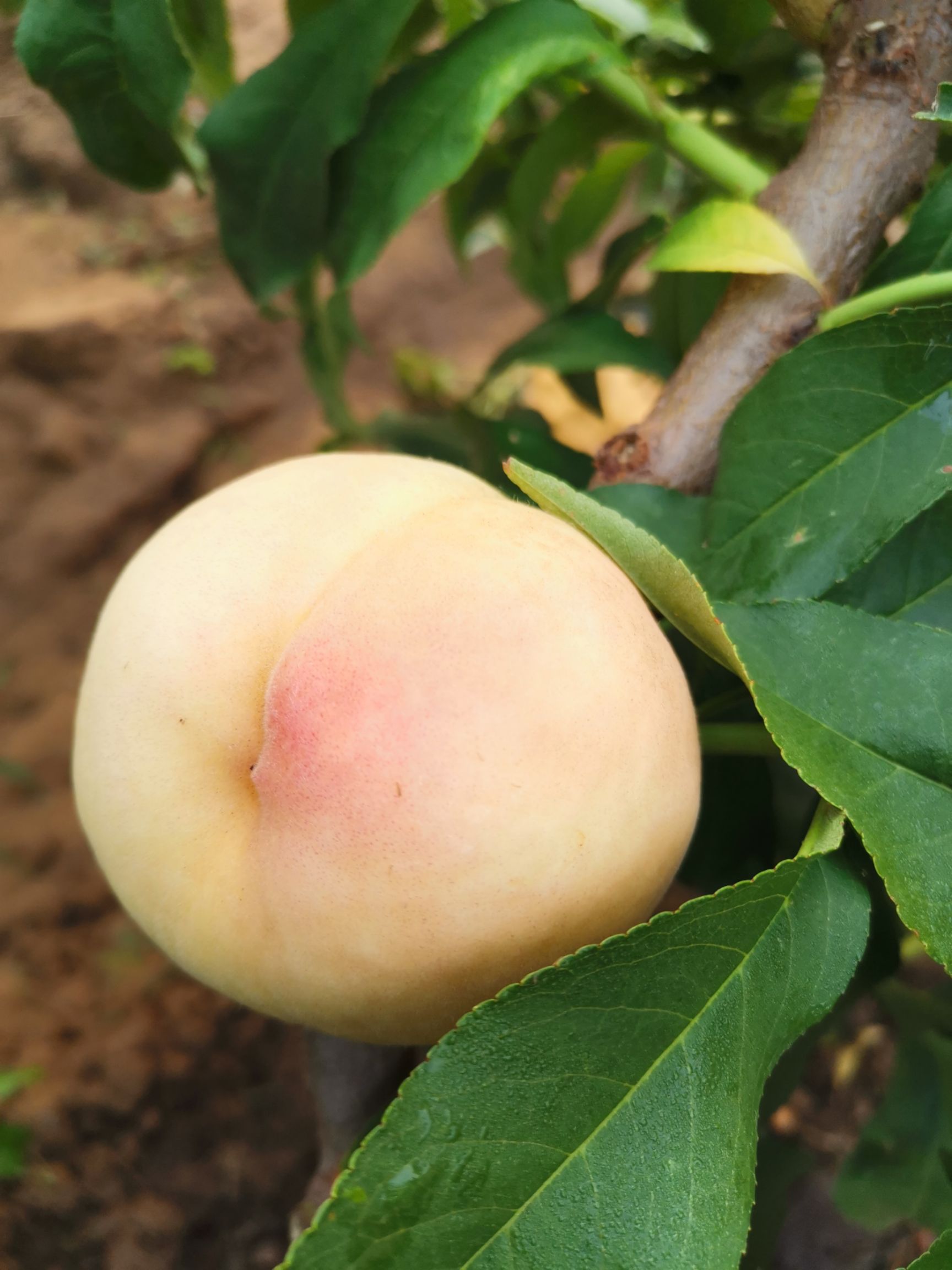 茘优8号套袋苹果桃，口感好耐储存颜色漂亮