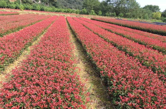 红叶石楠树苗花坛绿化布景小苗园林工程高篱笆苗庭院四季常青苗木