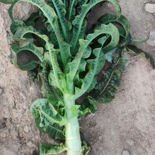 定西红叶莴笋 兰州高原夏菜大量上市，欢迎各位老板骚扰