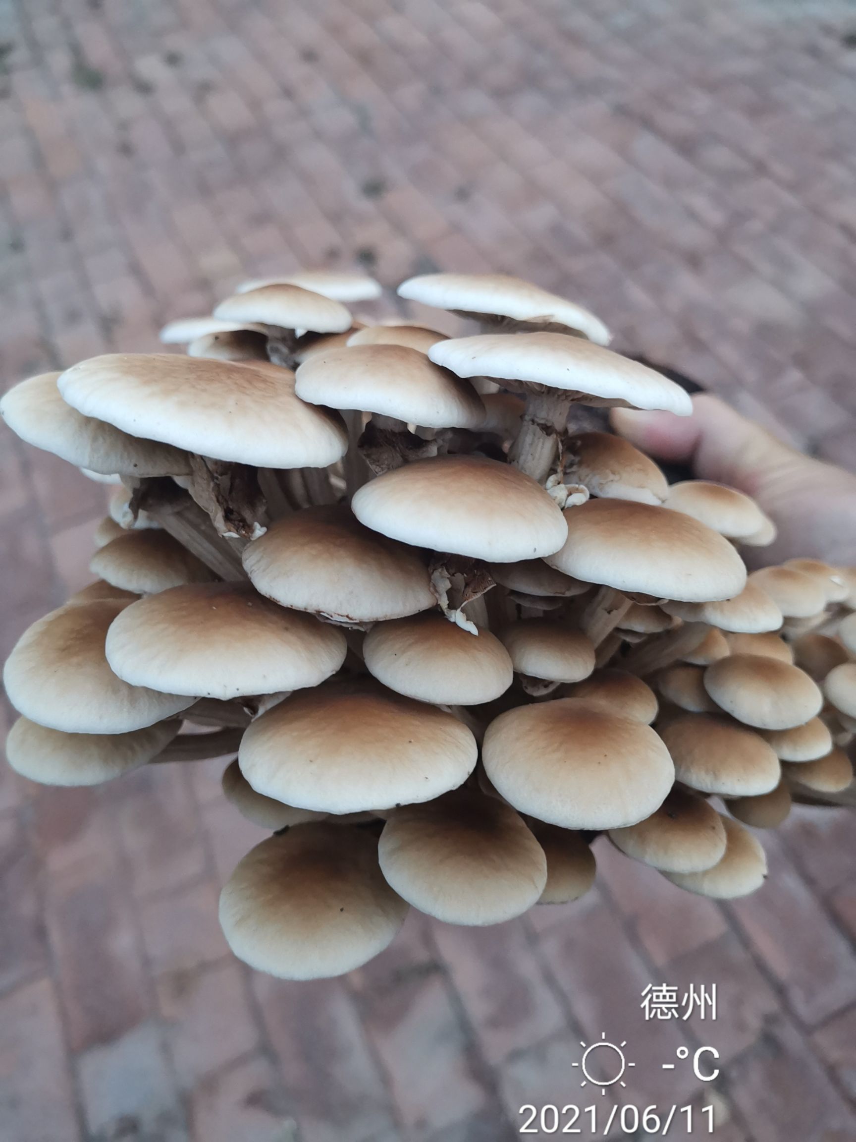 提供益茶树菇菌种出菇包和新法栽培技术