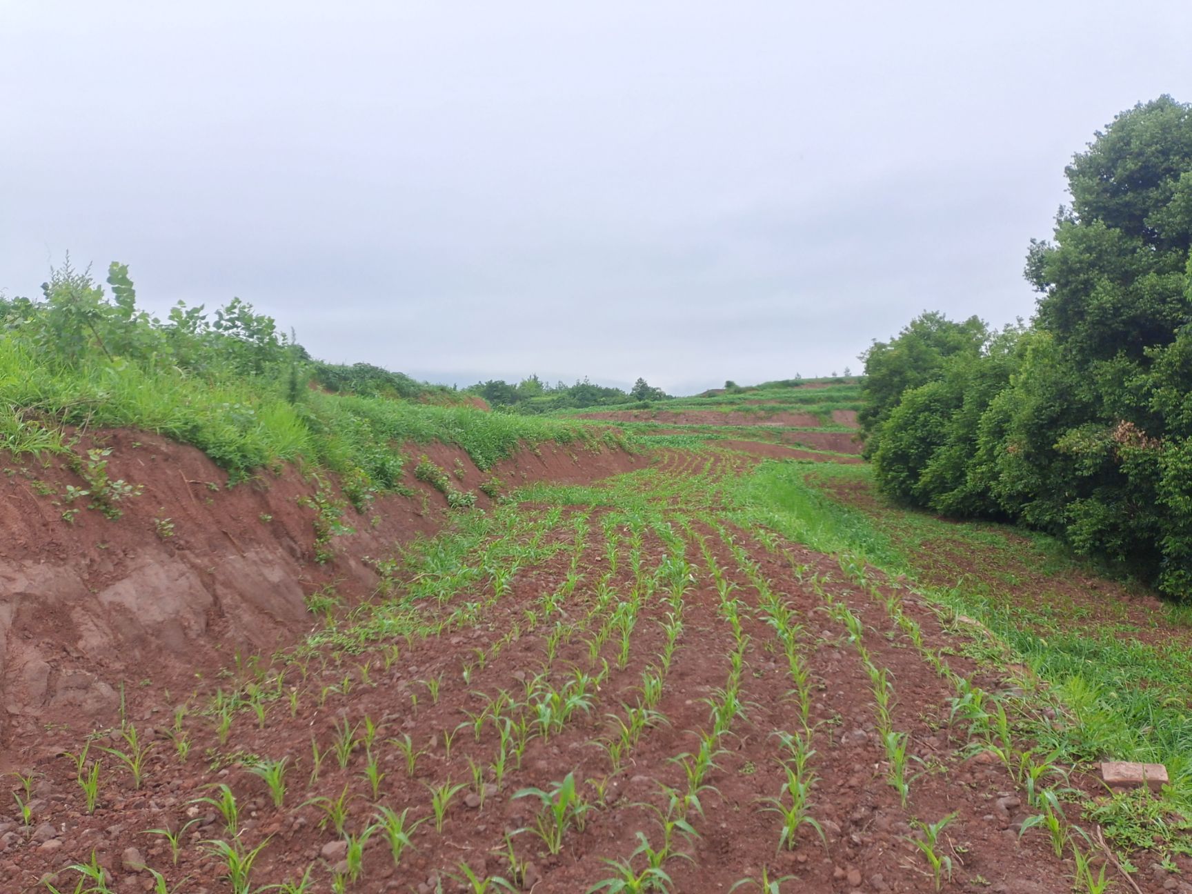 旱地 宜机化土地出租